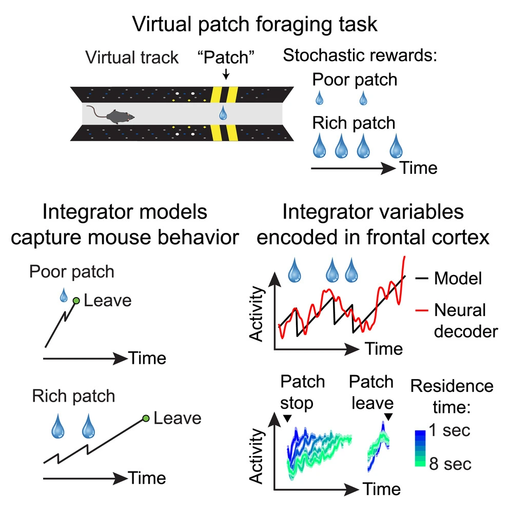 Frontal cortex integration of time and reward