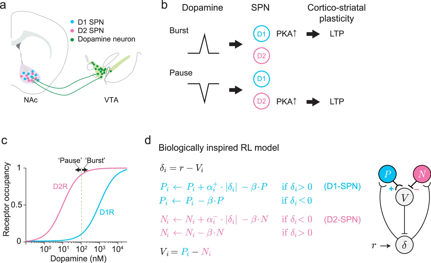 Tonic dopamine and biased value learning