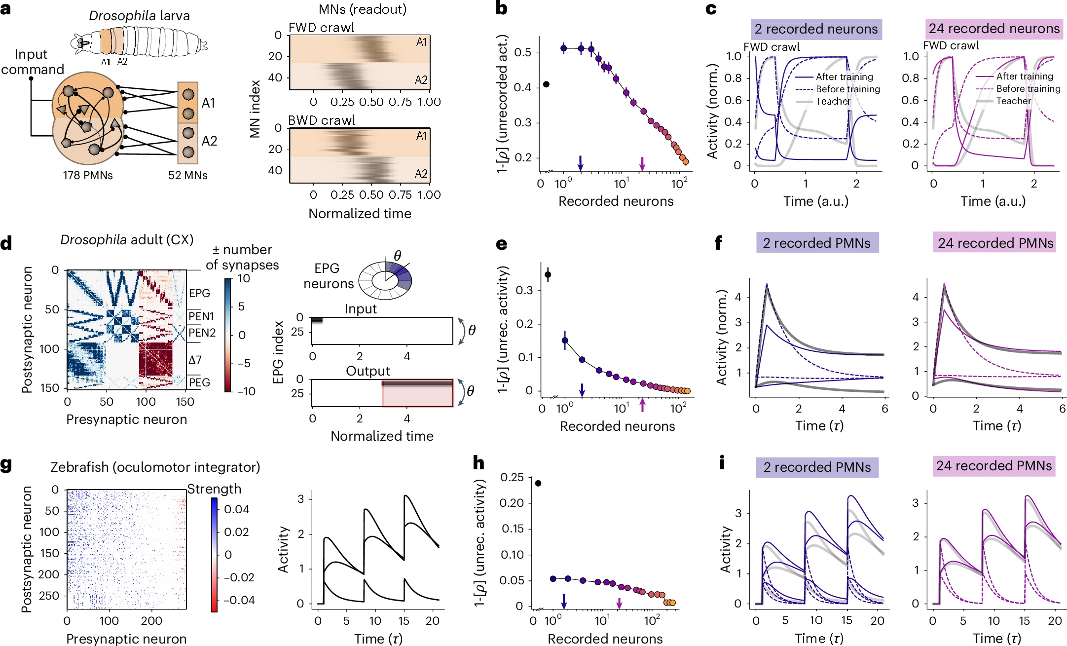 Prediction of neural activity in connectome-constrained recurrent networks