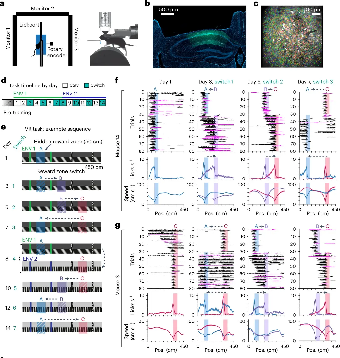 Hippocampal reward-relative codes
