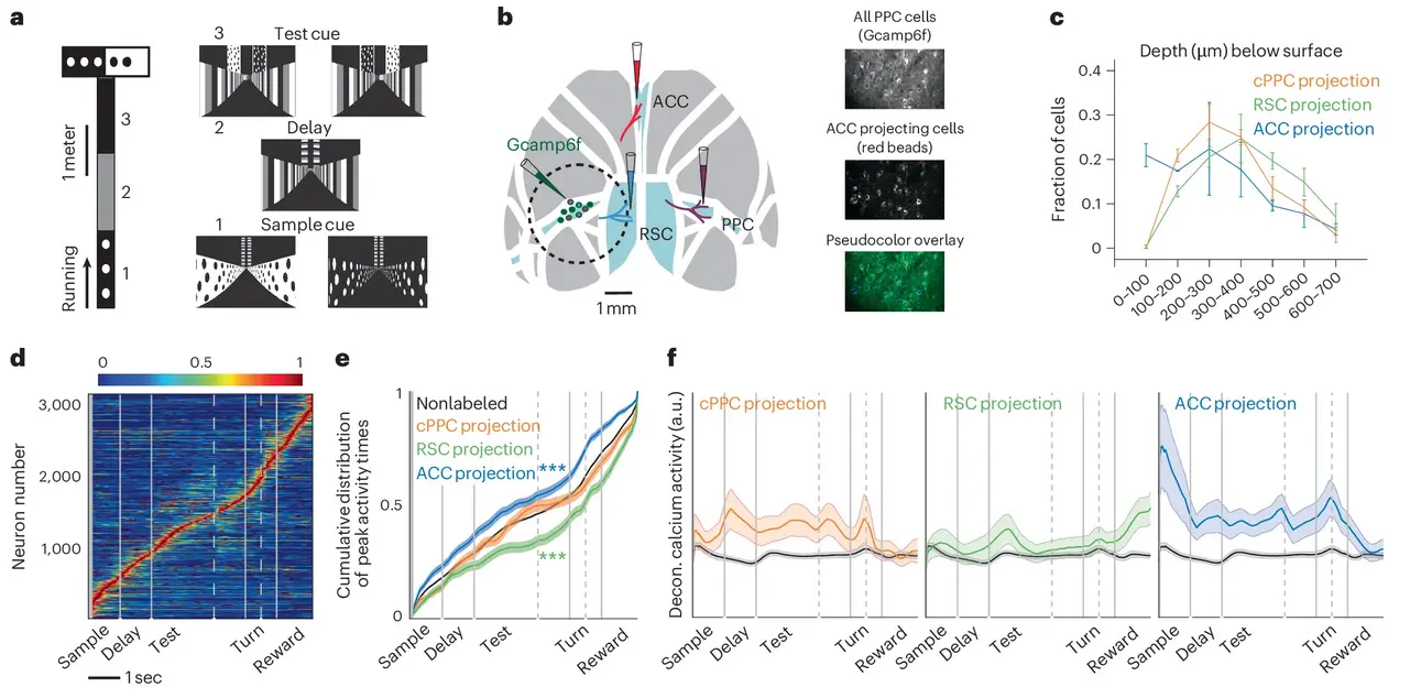 Specialized structure of neural population codes in parietal cortex outputs