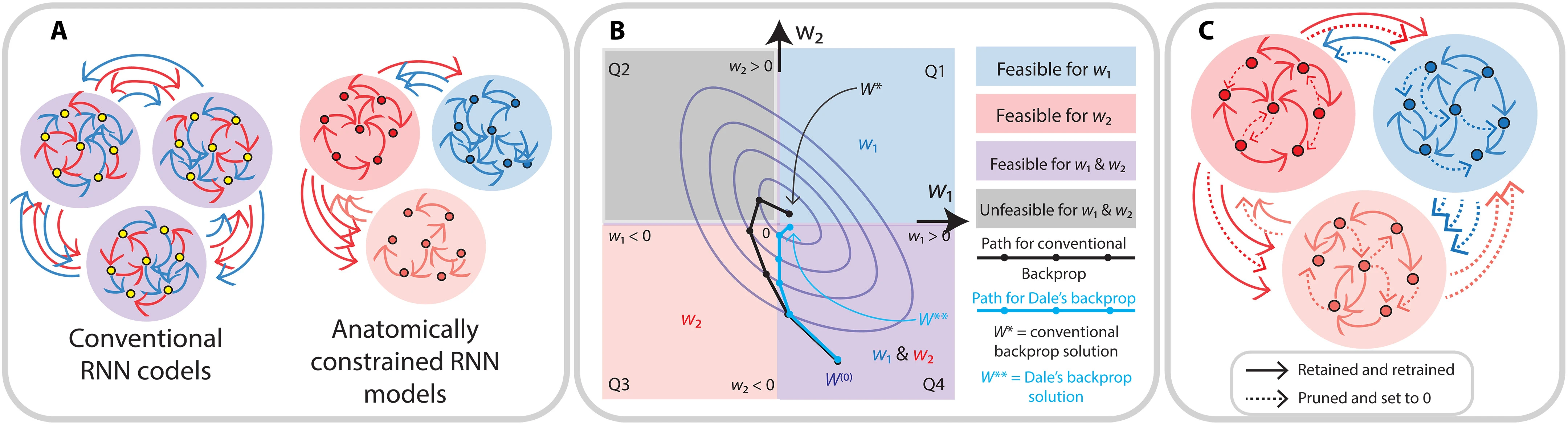 Constructing biologically constrained RNNs via Dale's backpropagation and topologically informed pruning