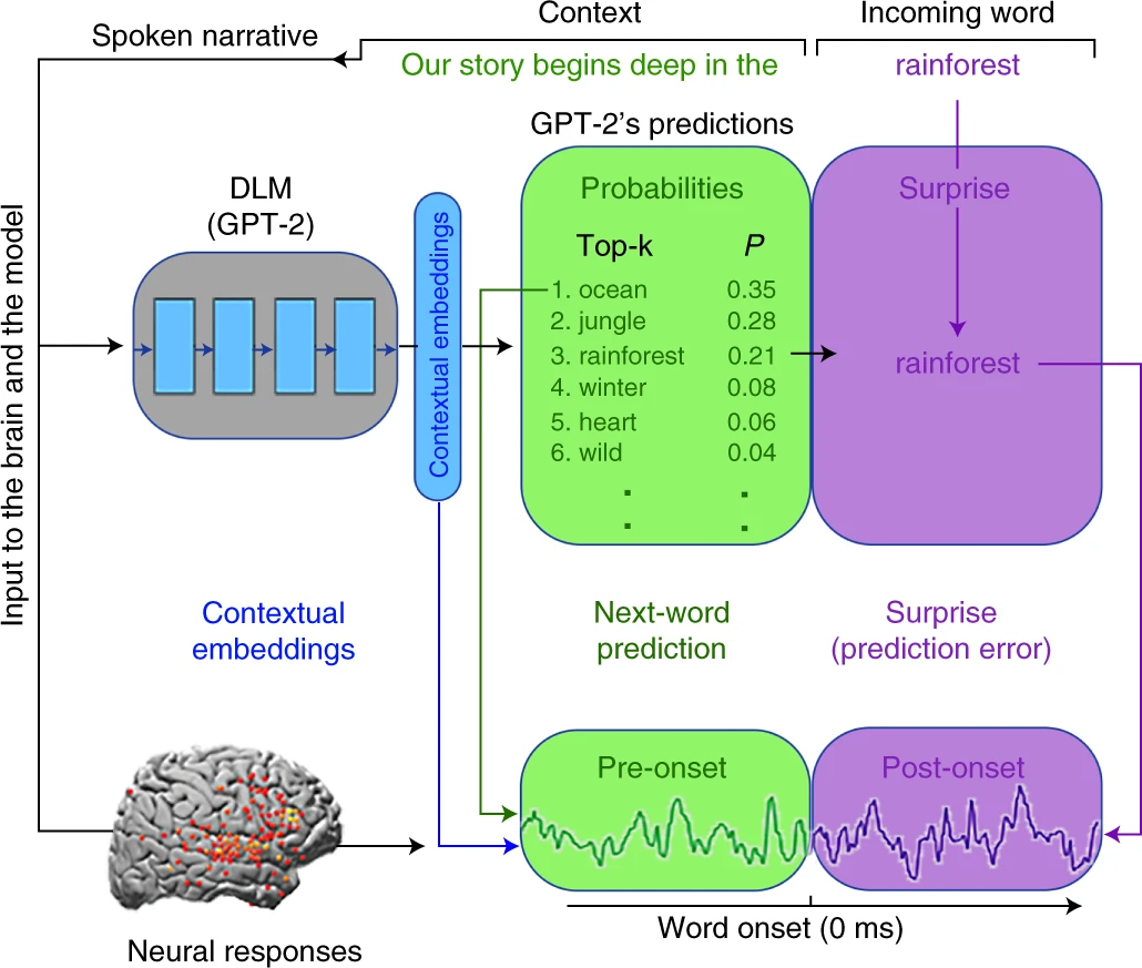 Shared computational principles for language processing in humans and deep language models