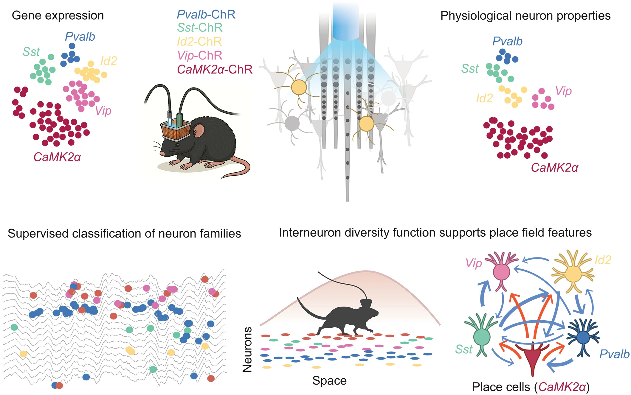 Interneuron cooperation