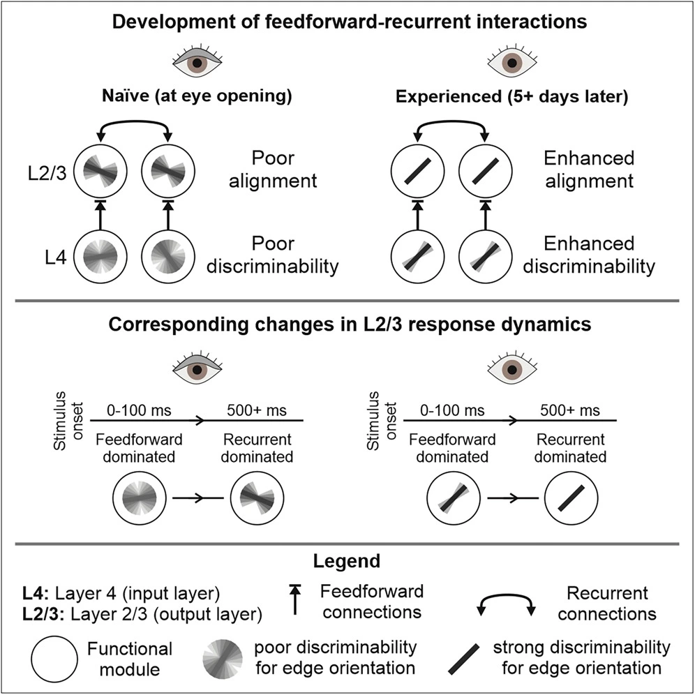 Development of coherent cortical responses reflects increased discriminability of feedforward inputs and their alignment with recurrent circuits