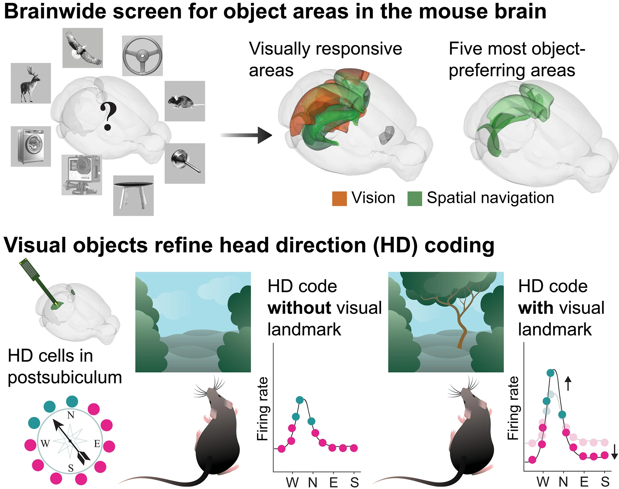 Visual objects refine head direction coding